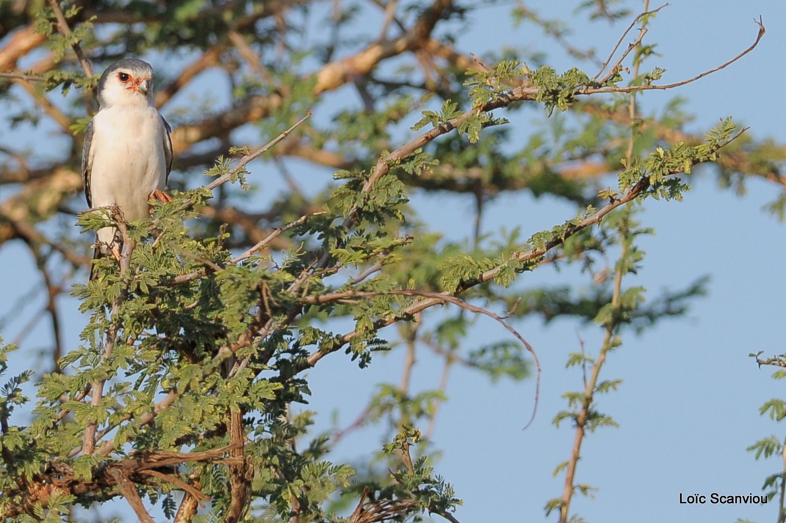 Fauconnet d'Afrique/African Pygmy Falcon (2)