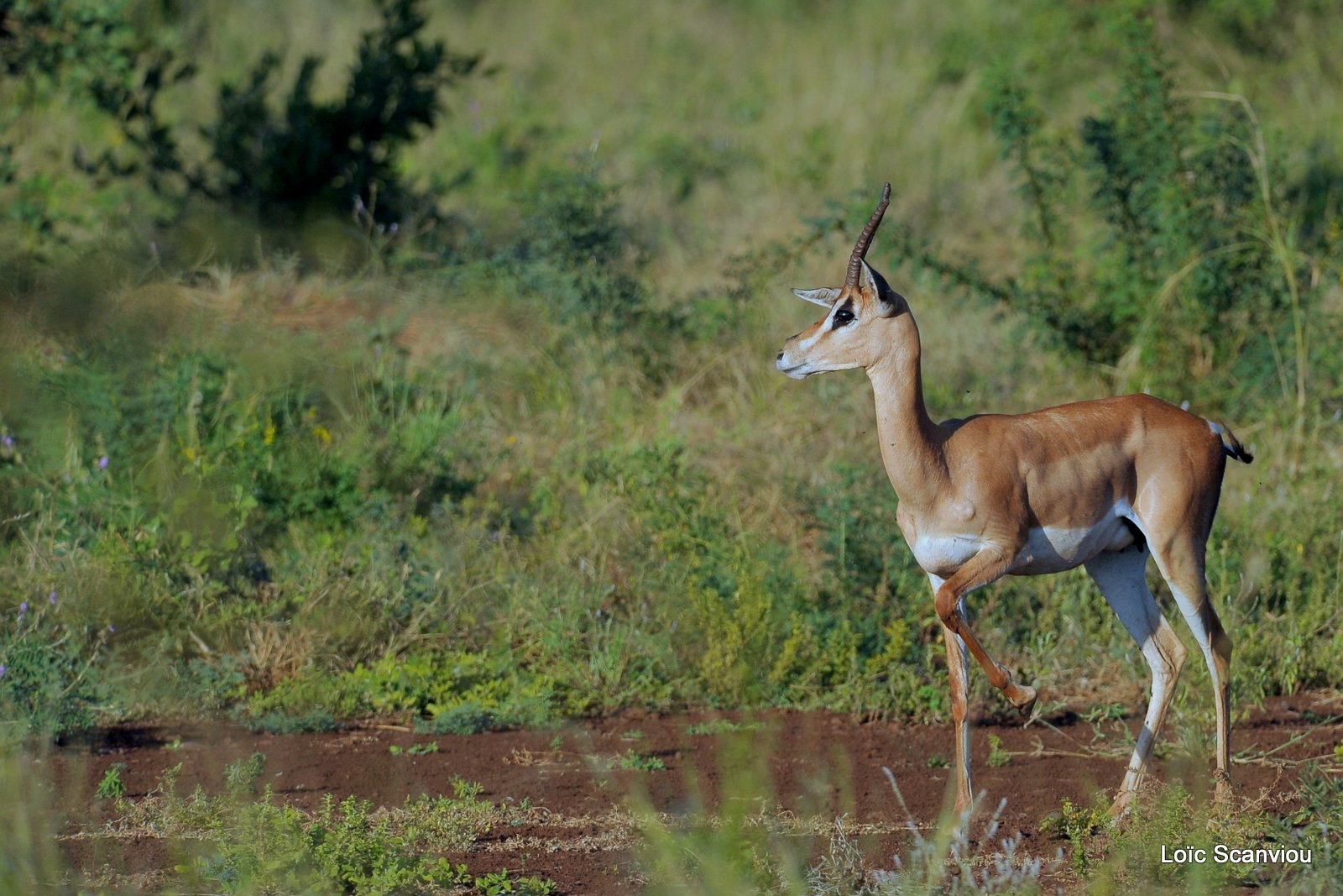 Gazelle de Grant/Grant's Gazelle (4)