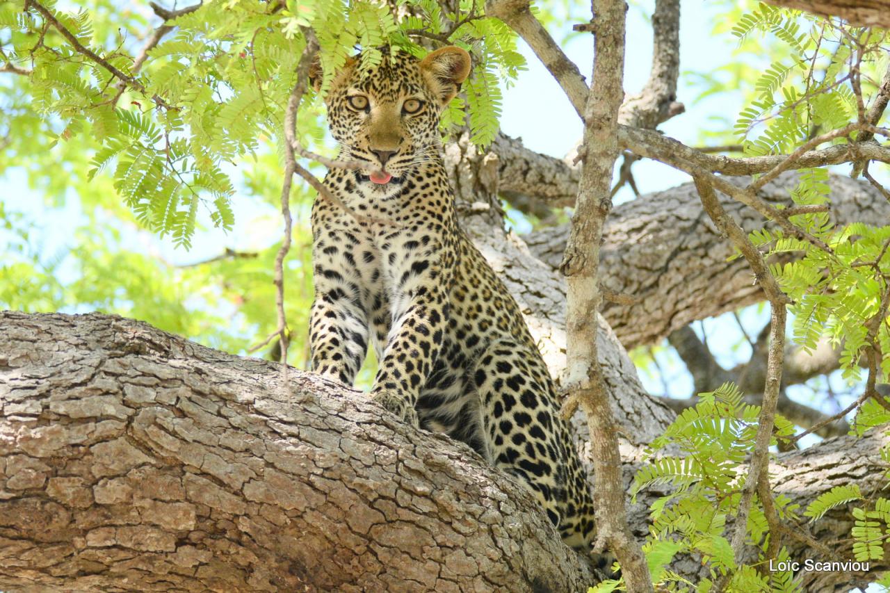 Léopard dans un arbre (7)