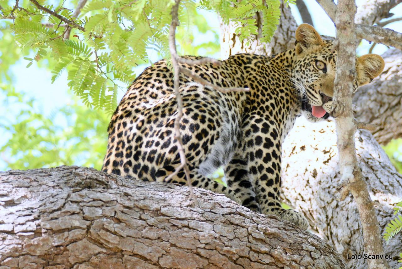 Léopard dans un arbre (10)