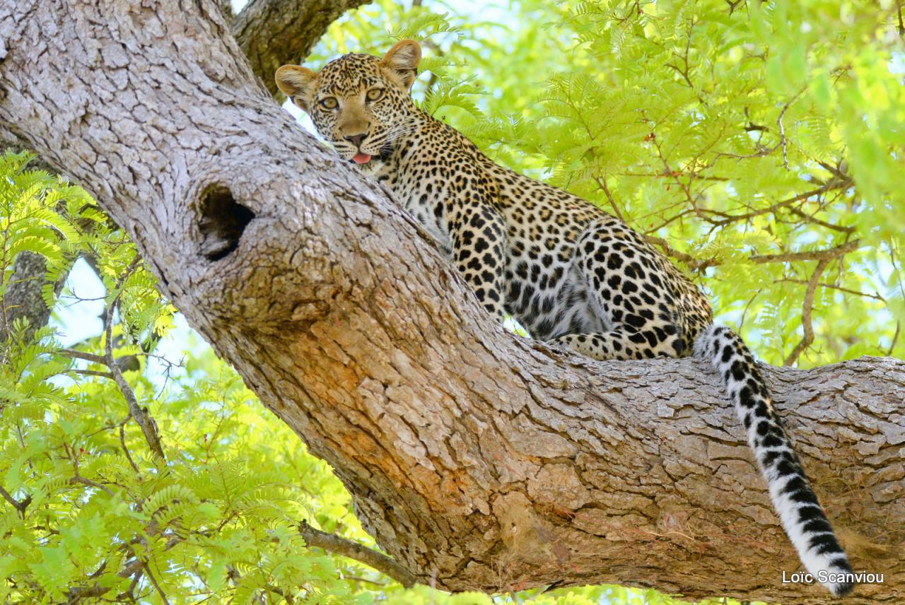 Léopard dans un arbre (11)