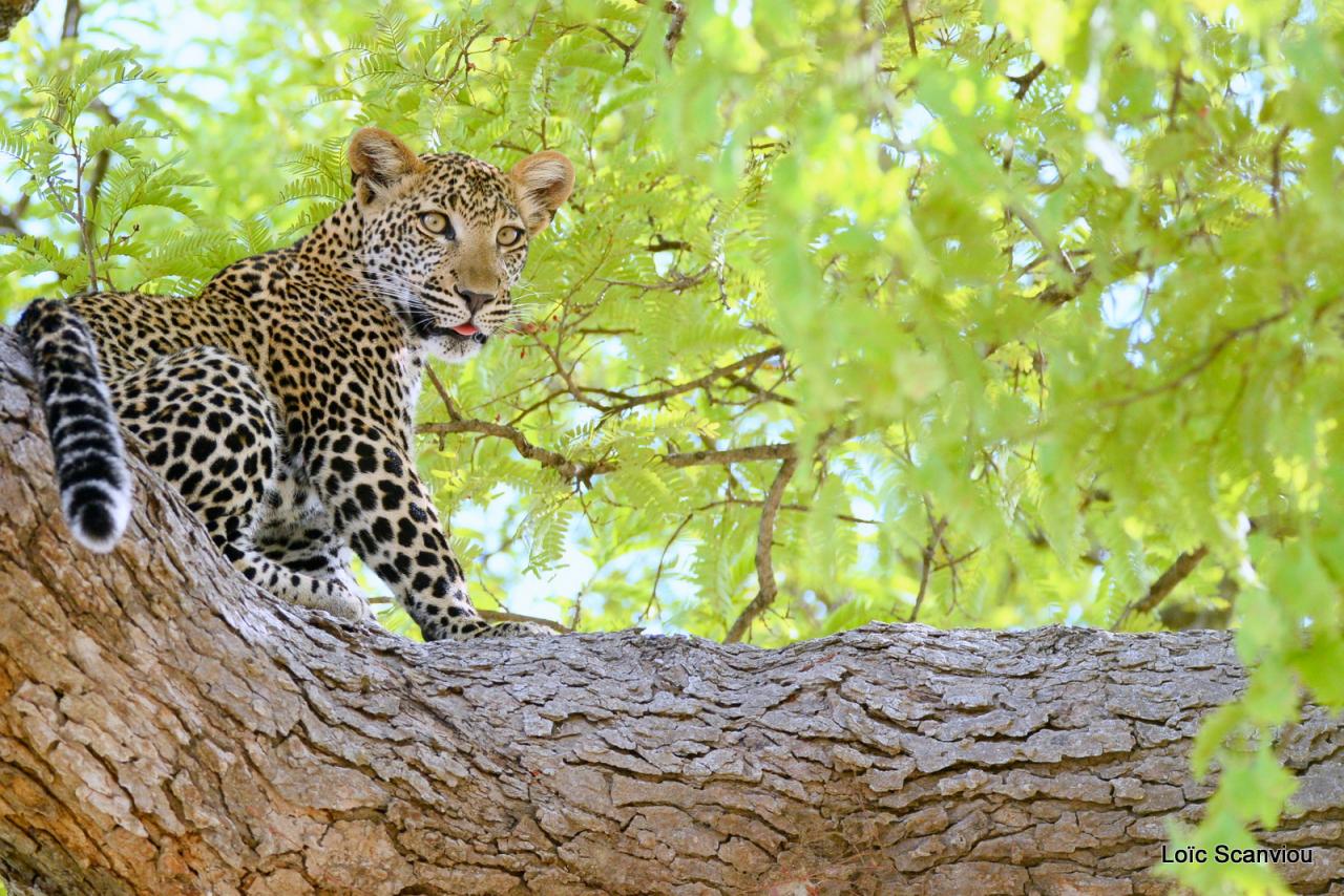 Léopard dans un arbre (12)