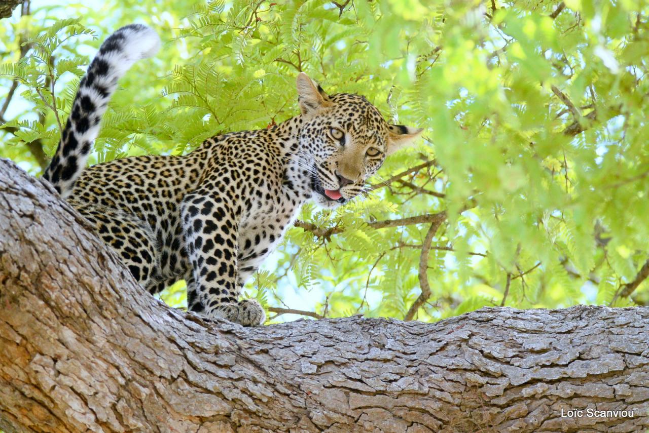 Léopard dans un arbre (13)