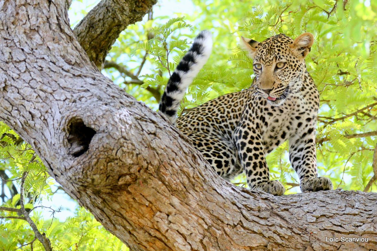 Léopard dans un arbre (14)