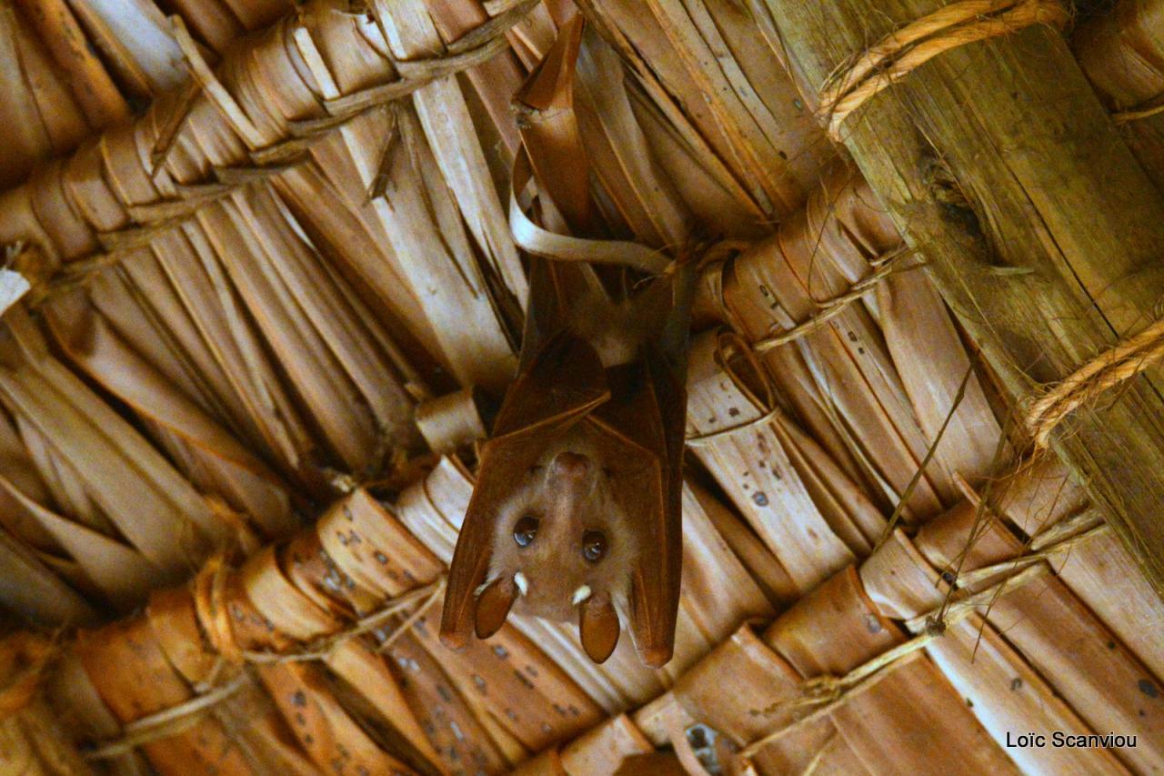 Chauve-souris/Bat (1)