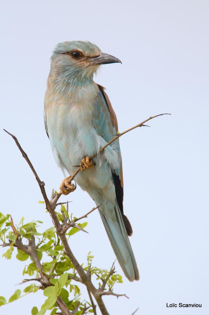 Rollier européen/European Roller (1)