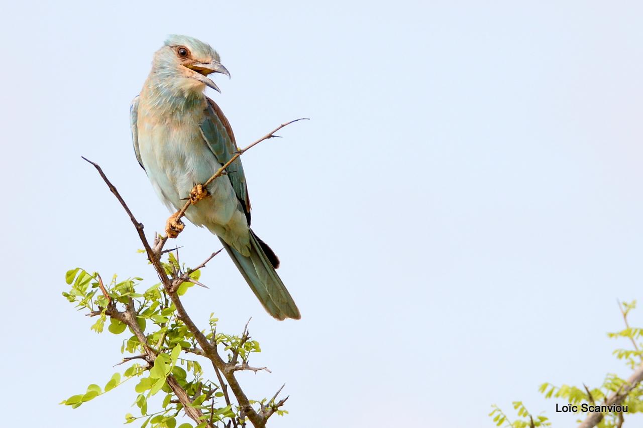 Rollier européen/European Roller (2)