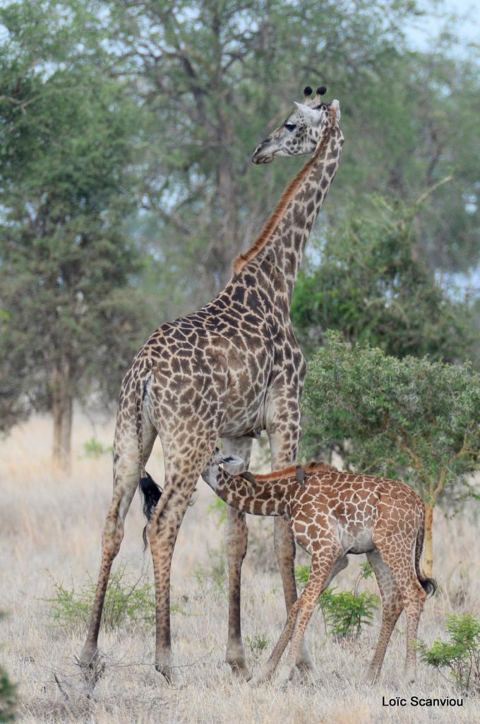 Girafe/Giraffe (8)