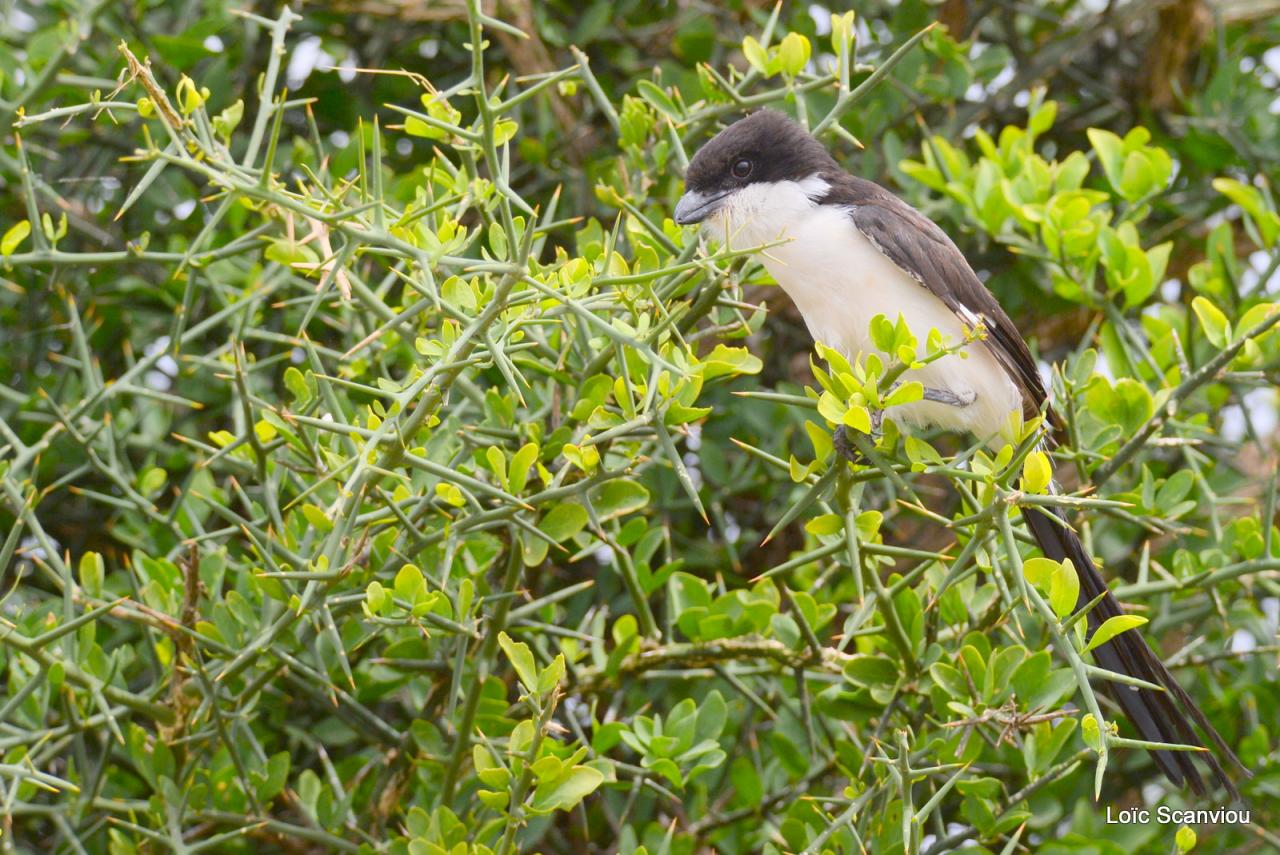 Pie-grièche à longue queue/Long-tailed Fiscal (1)