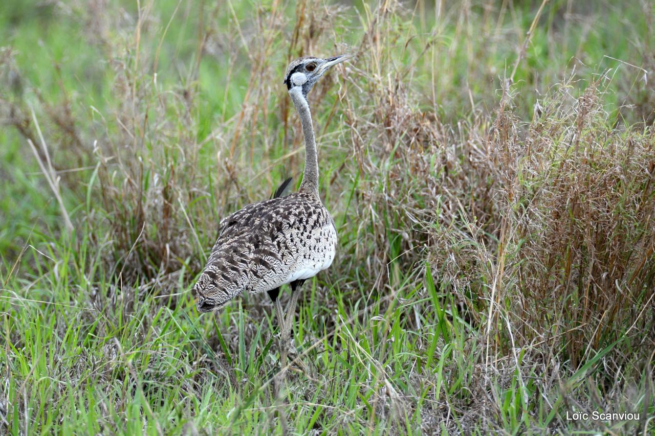 Outarde à ventre noir/Black-bellied Bustard (1)