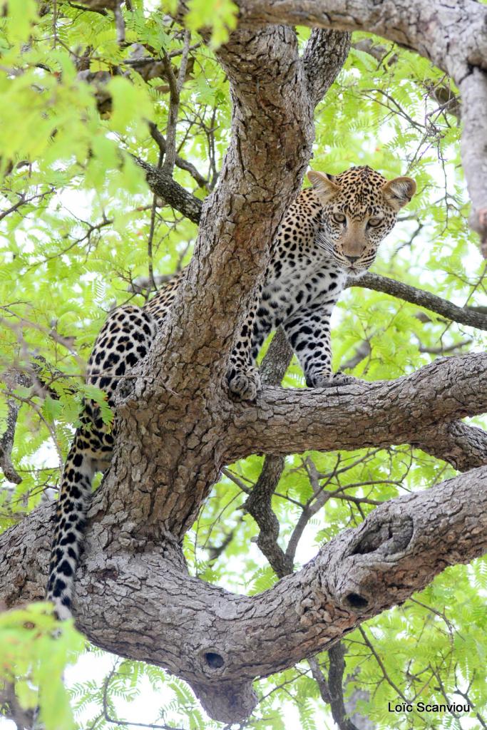 Léopard dans un arbre (15)