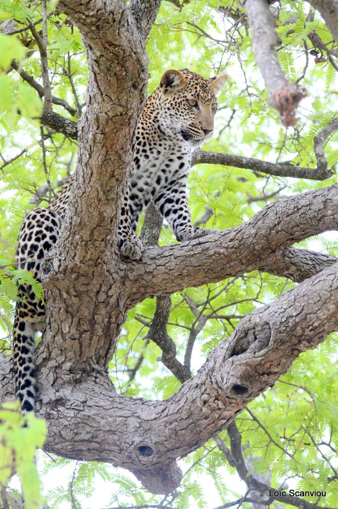 Léopard dans un arbre (16)