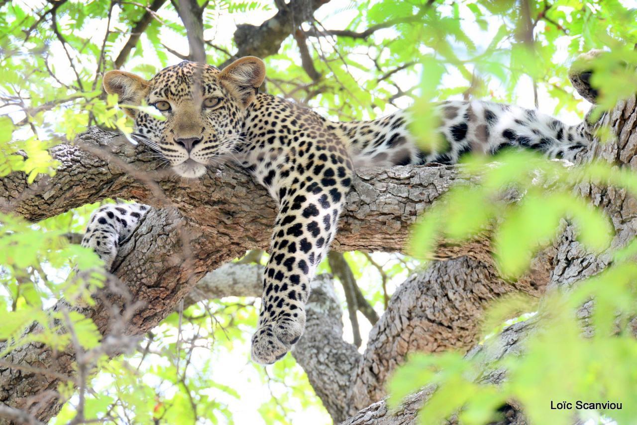 Léopard dans un arbre (17)