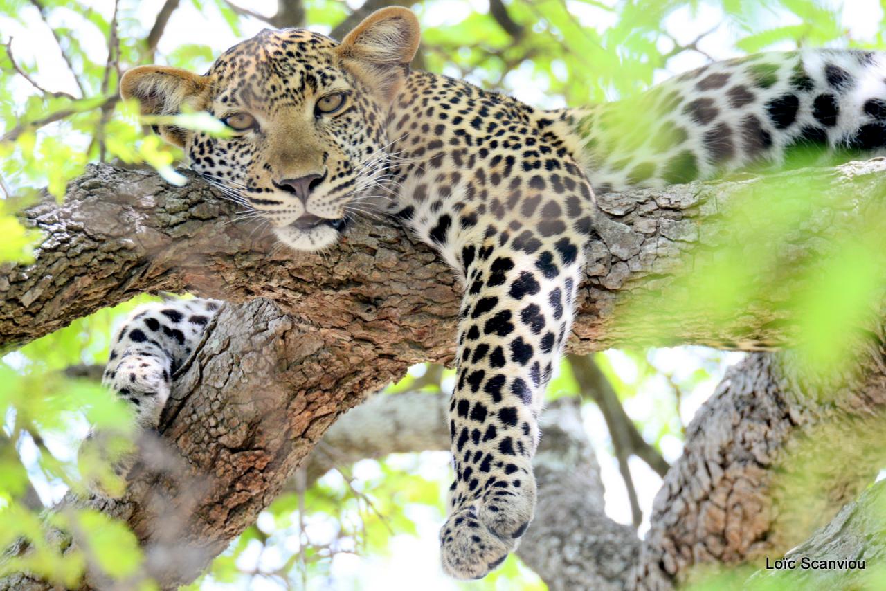 Léopard dans un arbre (18)