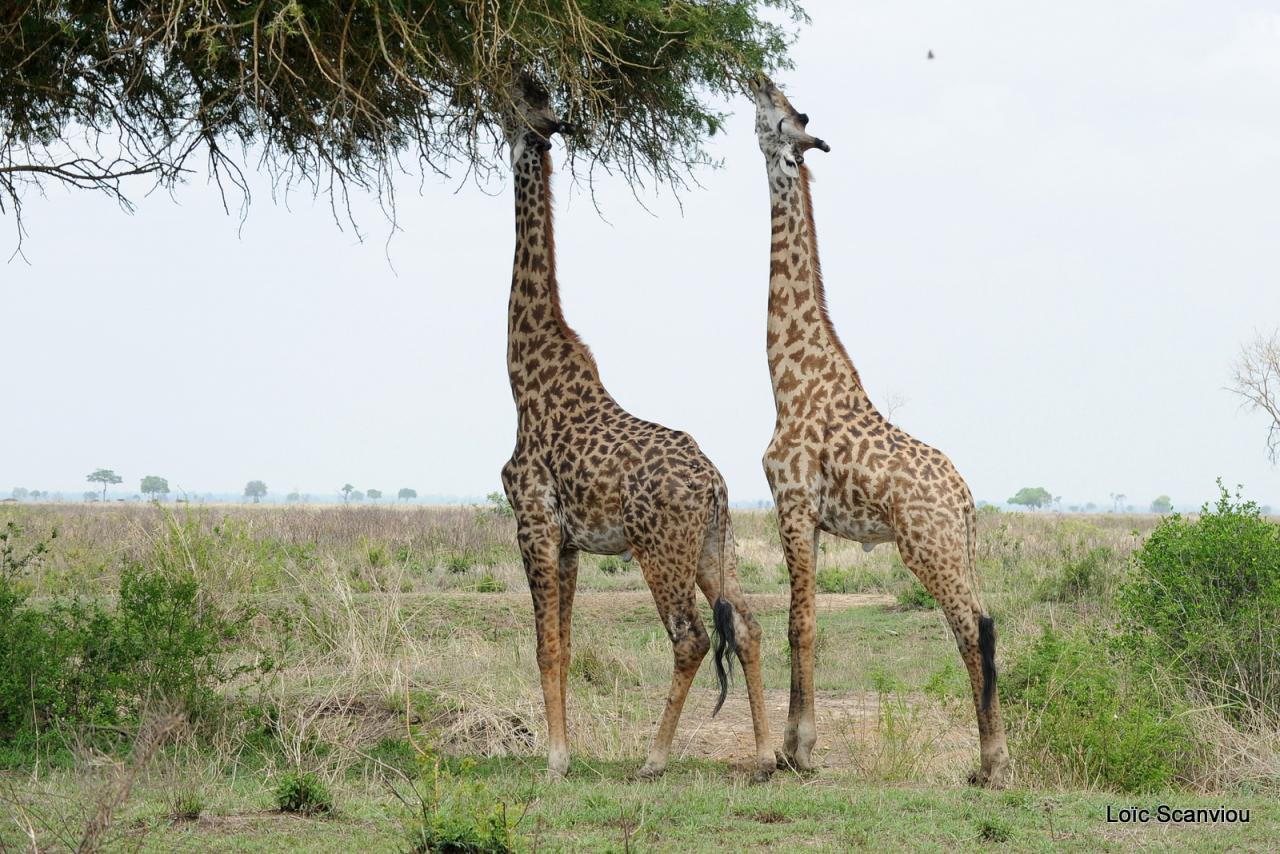 Girafe/Giraffe (12)