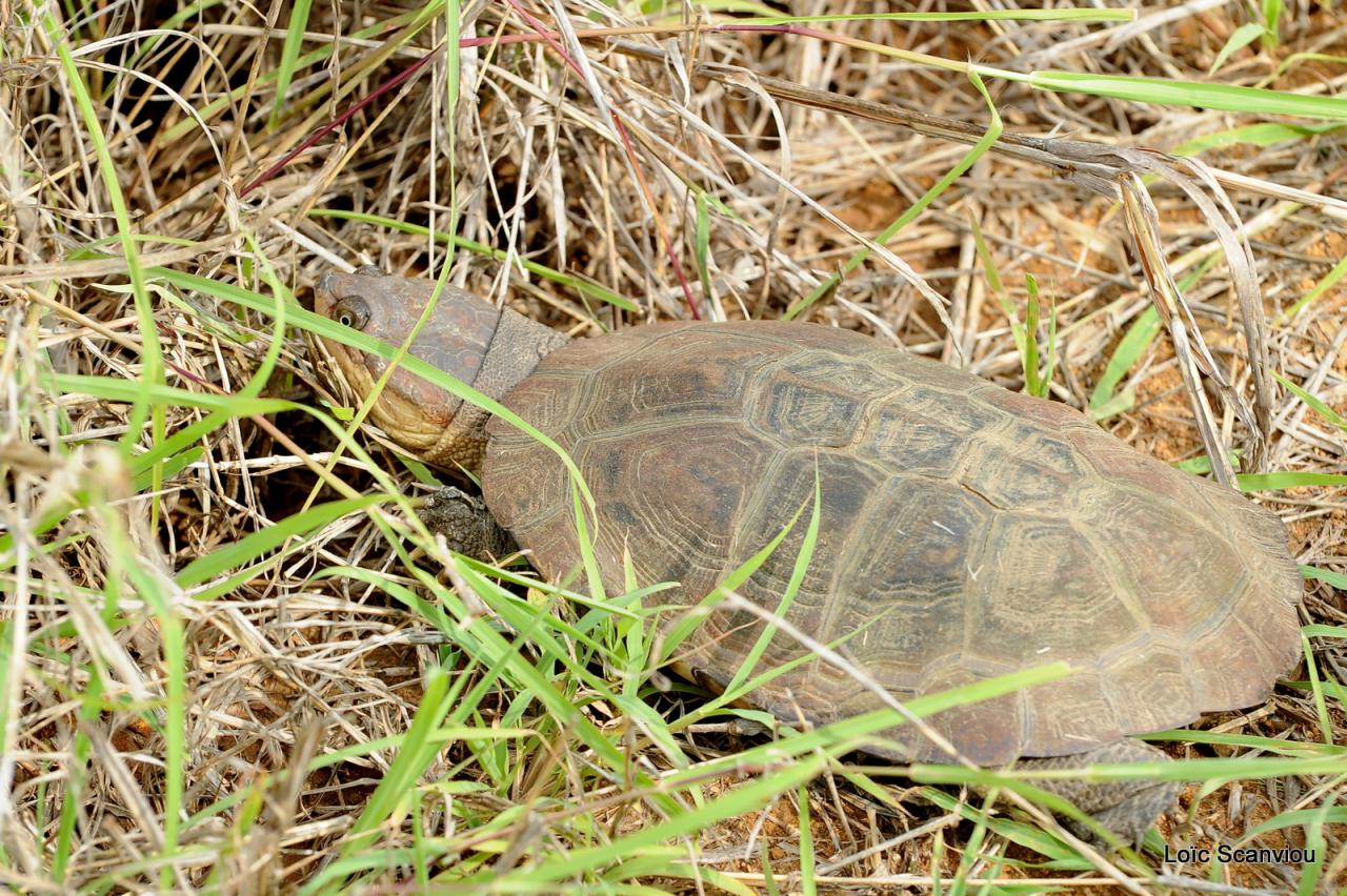 Tortue/Tortoise (1)