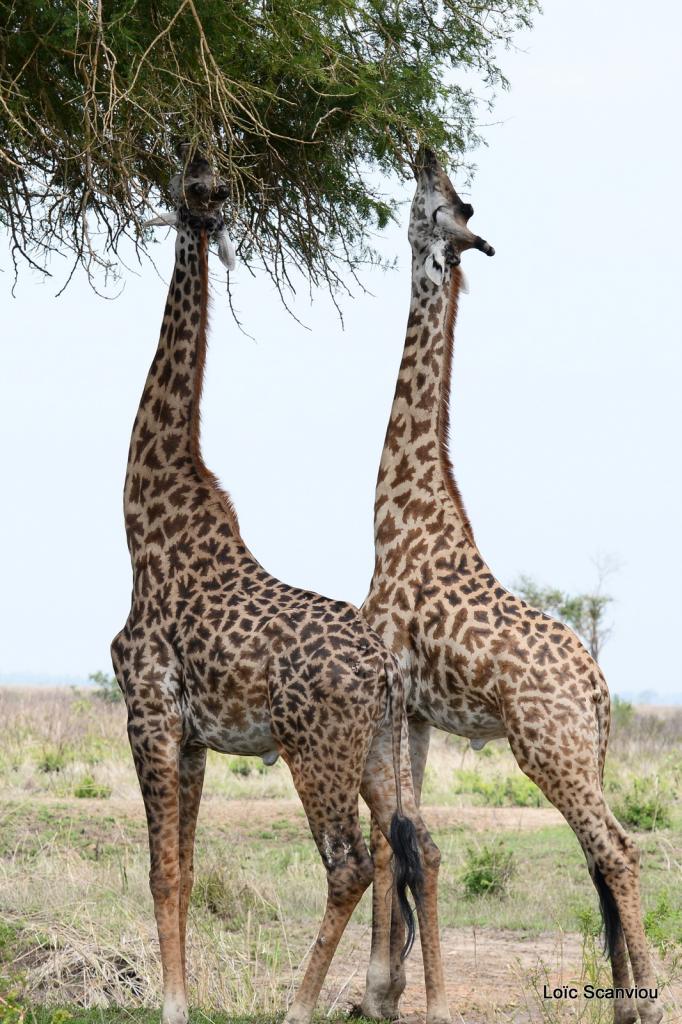 Girafe/Giraffe (3)