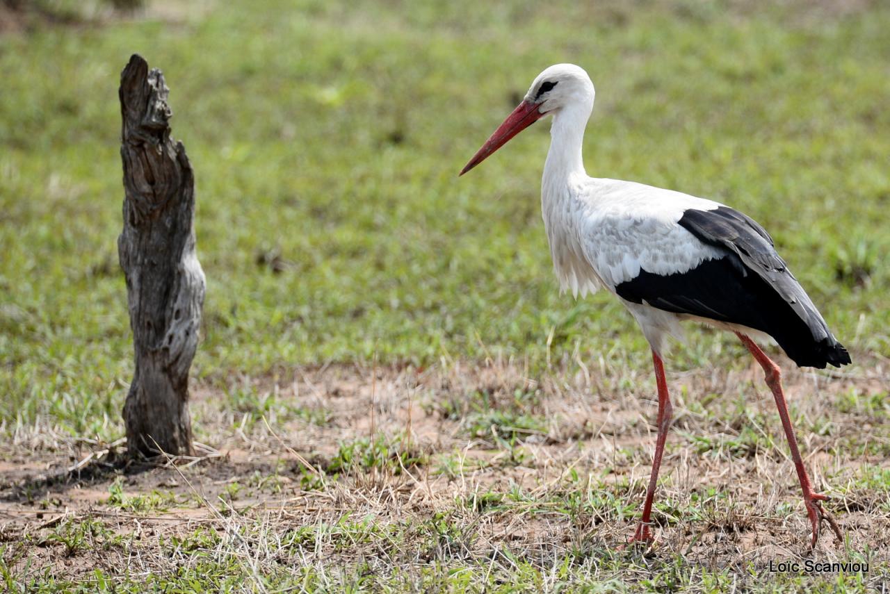 Cigogne blanche/White stork