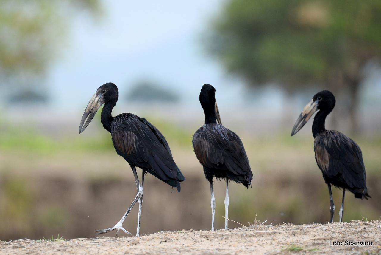 Bec-ouvert africain/African Open-billed Stork