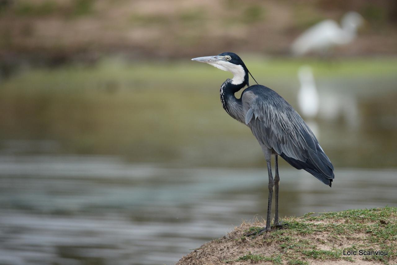 Héron mélanocéphale/Black-headed Heron