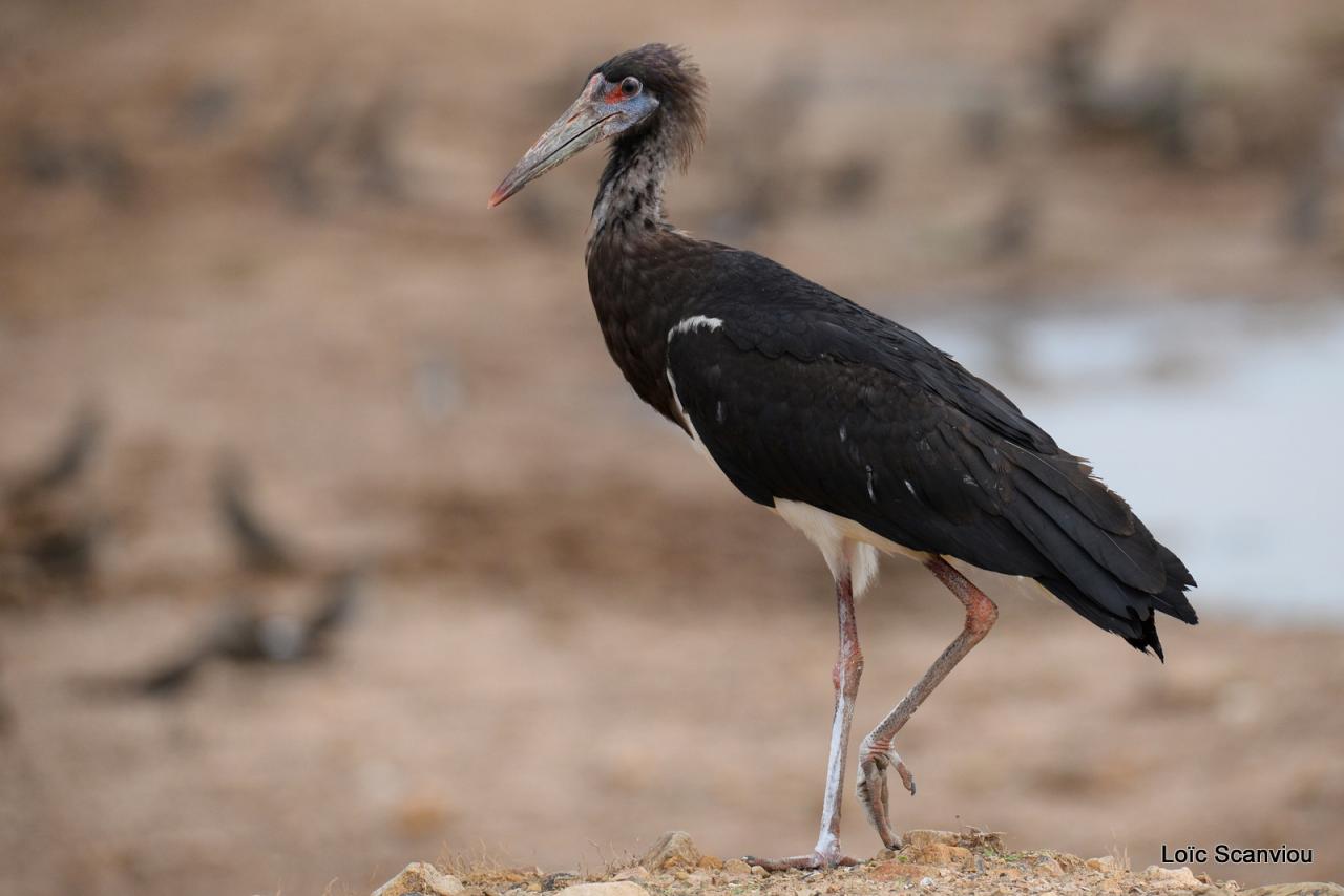 Cigogne d'Abdim/Abdim's Stork