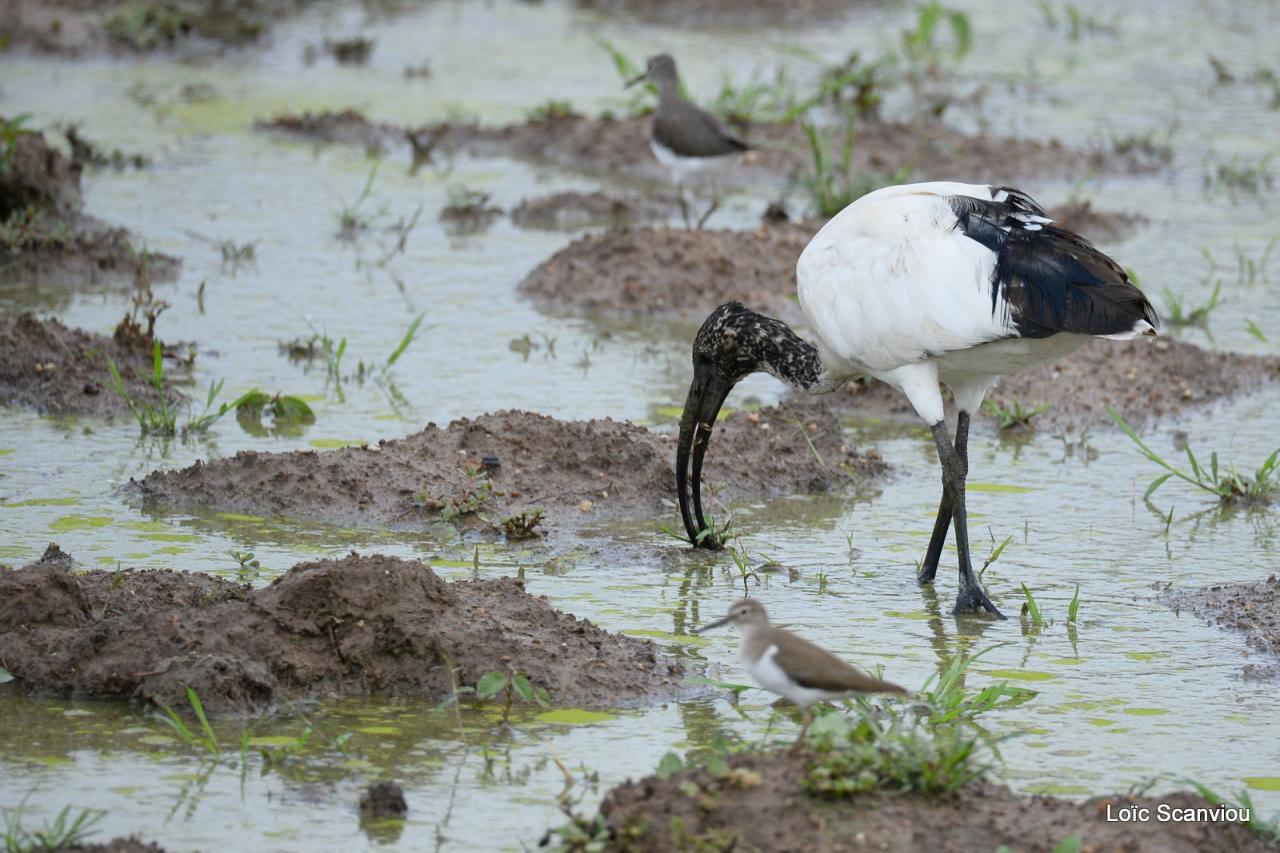 Ibis sacré/Sacred Ibis