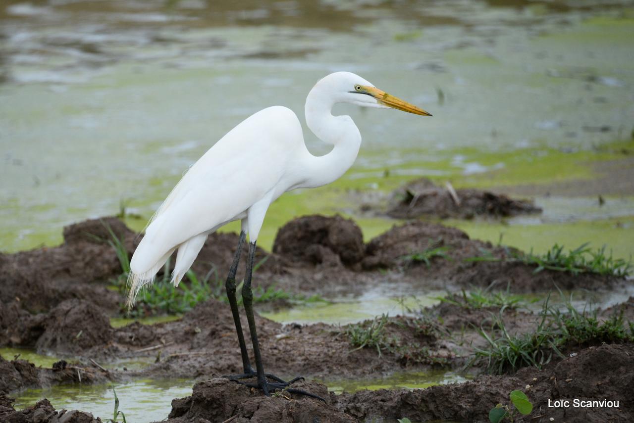 Aigrette/Egret