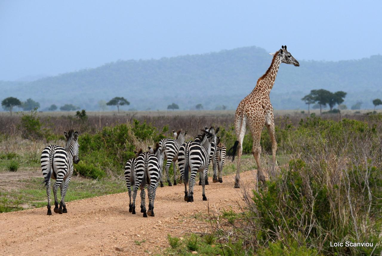 Girafe et zèbres (1)