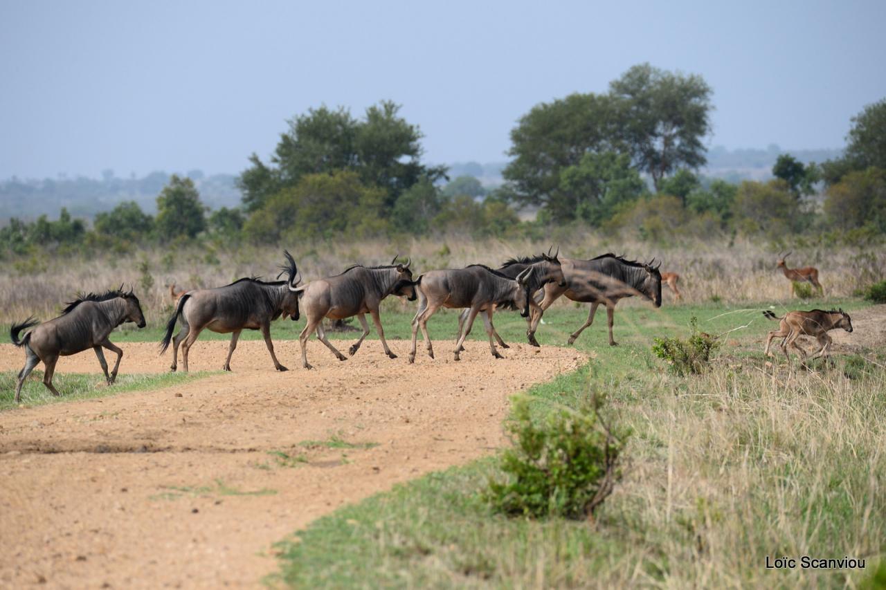 Gnou/Wildebeest (1)