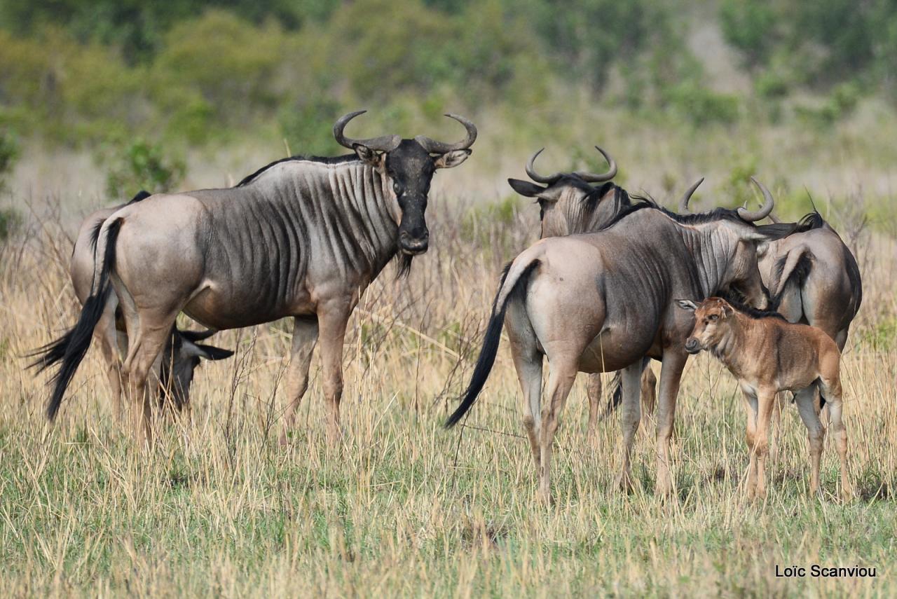 Gnou/Wildebeest (2)