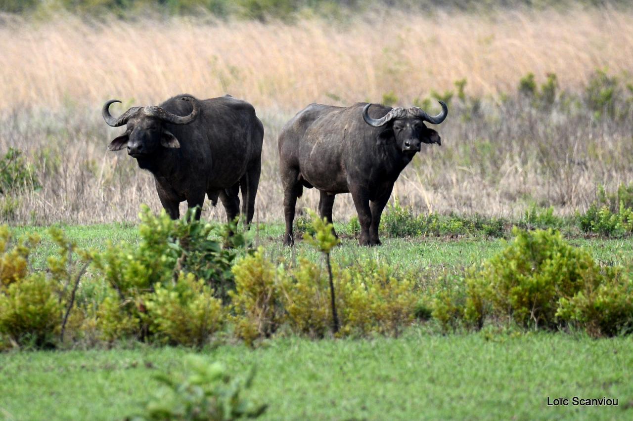 Buffle du Cap/Cape Buffalo( 1)