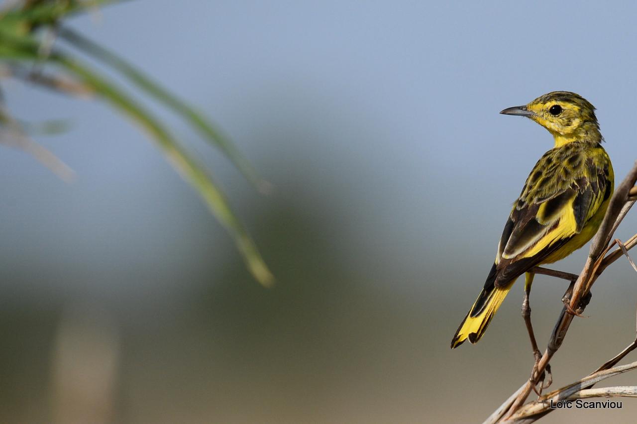 Sentinelle à gorge jaune/Yellow-throated Longclaw (1)