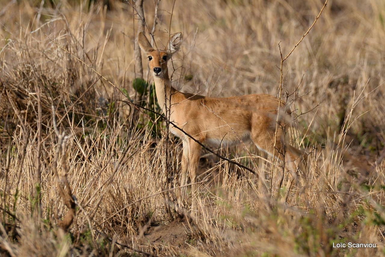 Cobe des roseaux/Reedbuck (1)