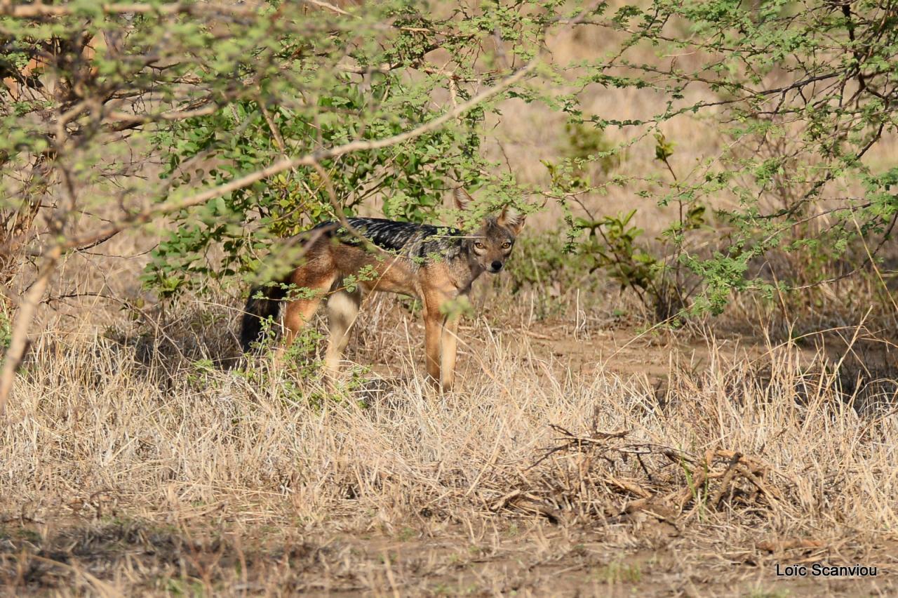 Chacal à chabraque/Black-backed Jackal (1)