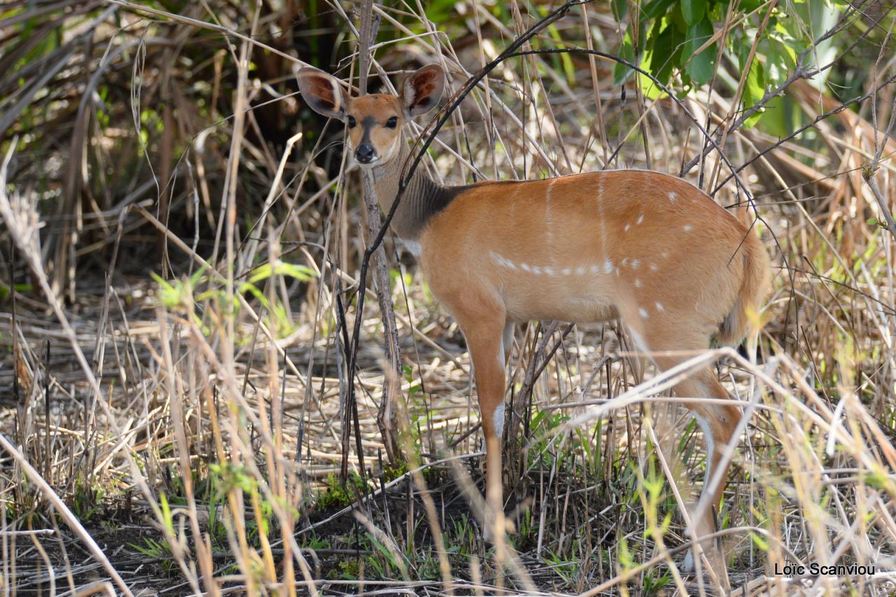 Guib harnaché/Bushbuck (1)