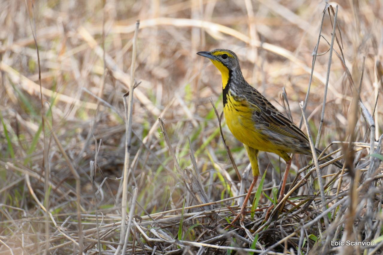 Sentinelle à gorge jaune/Yellow-throated Longclaw (2)