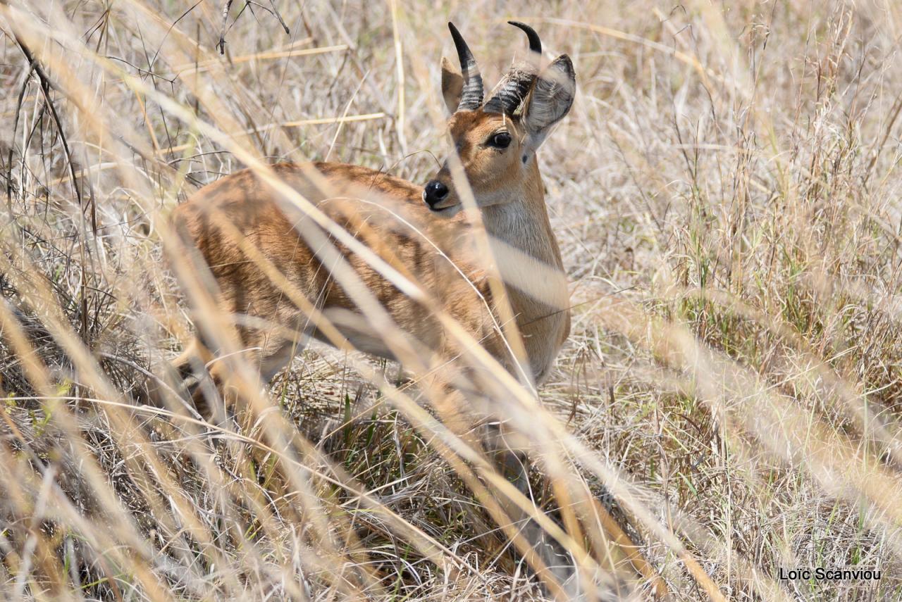 Cobe des roseaux/Reedbuck (2)