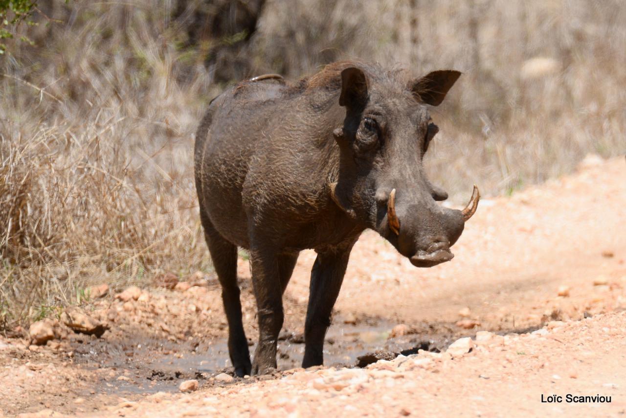 Phacochère/Warthog (1)