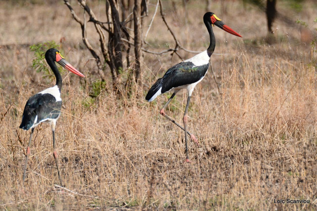 Jabiru d'Afrique/Saddle-billed Stork (1)