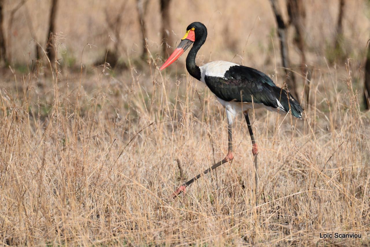 Jabiru d'Afrique/Saddle-billed Stork (2)