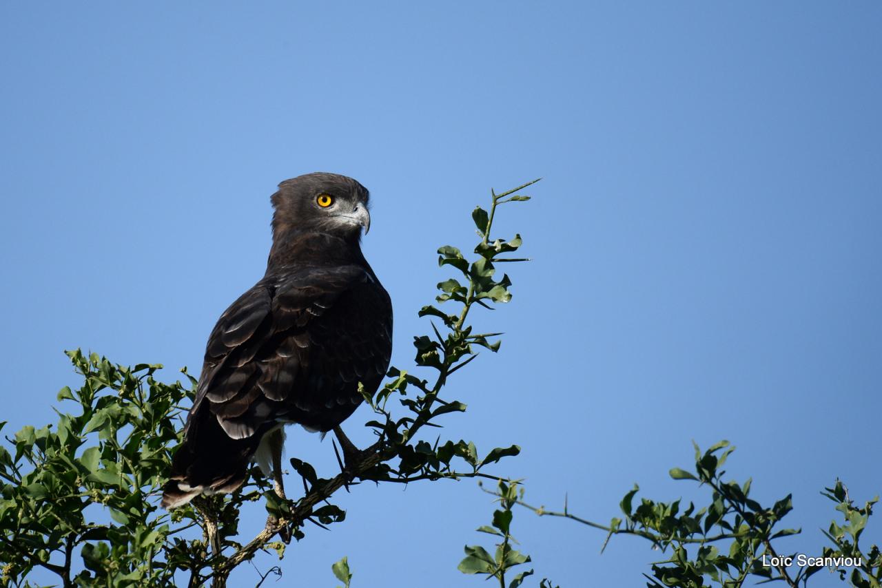 Circaète à poitrine noire/Black-chested Snake-Eagle (1)