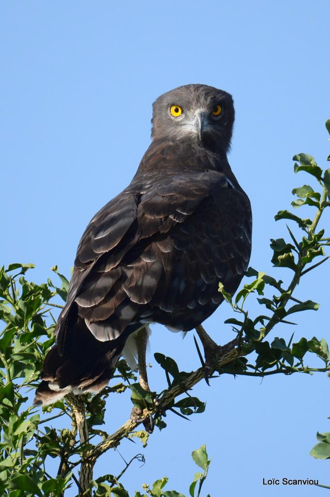 Circaète à poitrine noire/Black-chested Snake-Eagle (2)