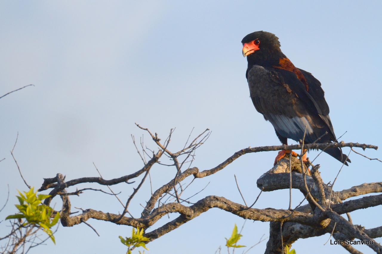 Aigle bateleur/Bateleur Eagle (1)