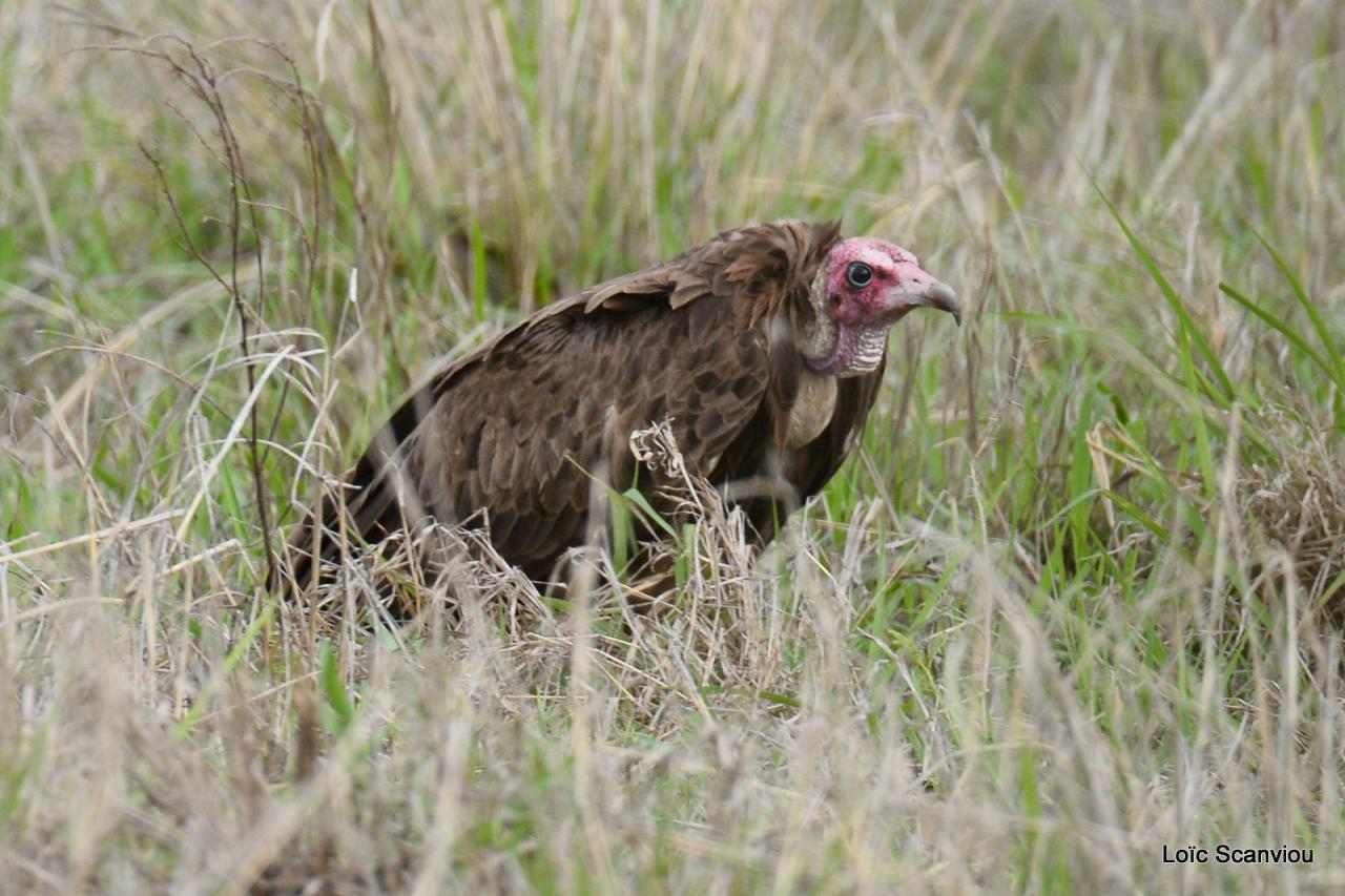 Vautour charognard/Hooded Vulture (1)