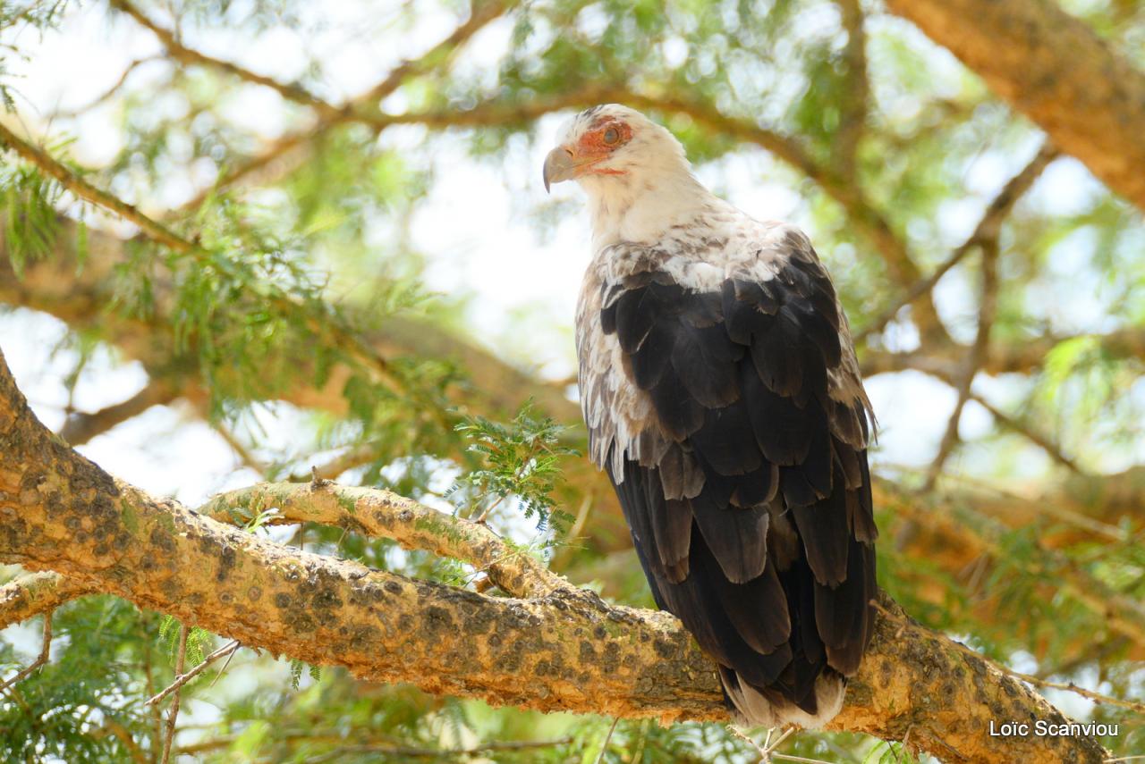 Palmiste africain/Palm-tree Vulture