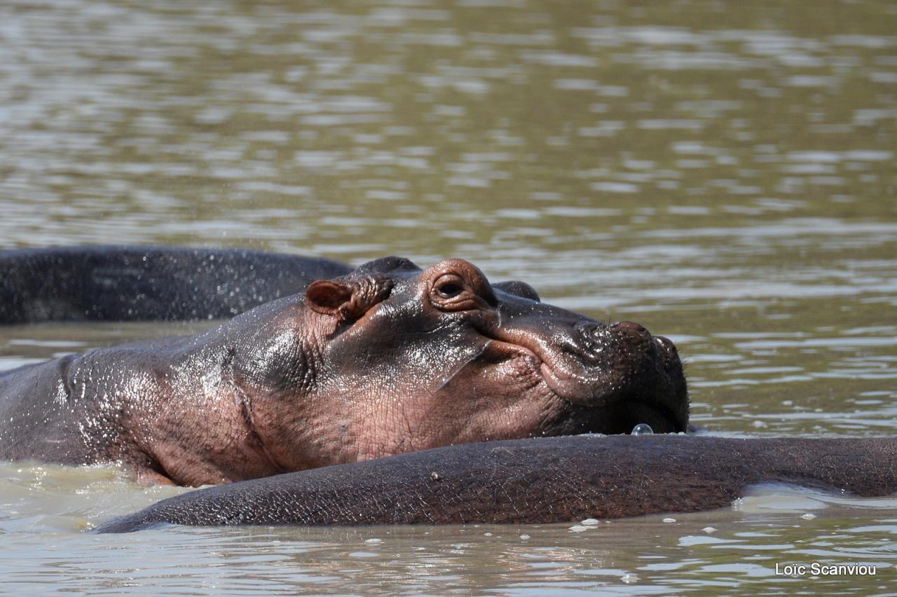 Hippopotame/Hippopotamus (4)