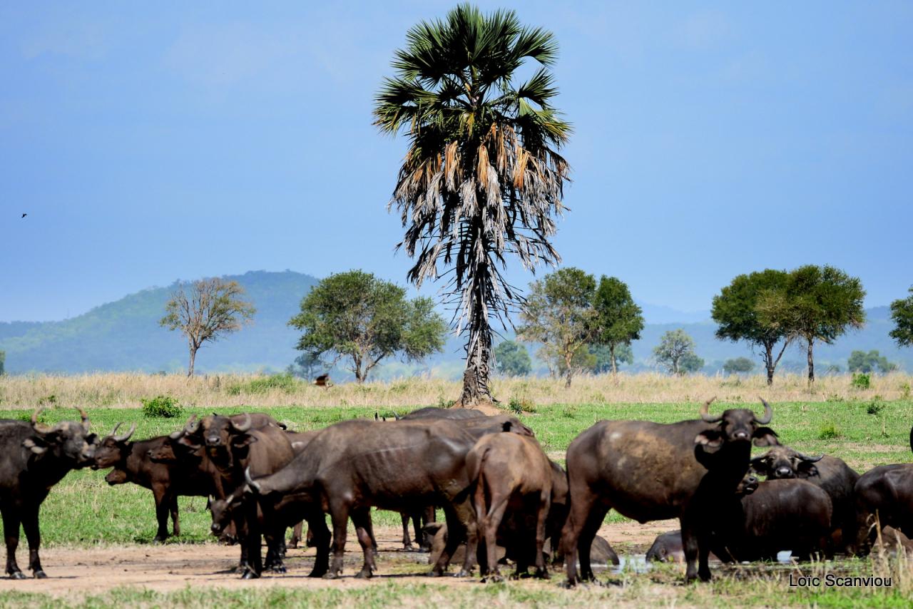 Buffle du Cap/Cape Buffalo (2)