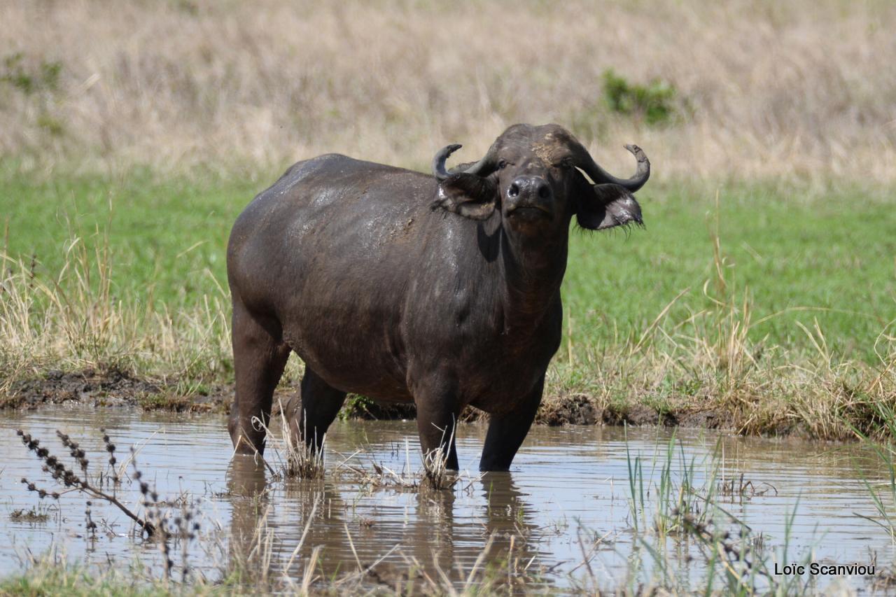 Buffle du Cap/Cape Buffalo (3)