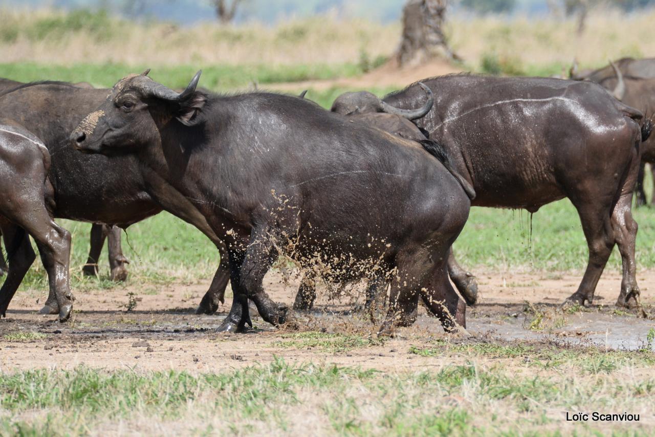 Buffle du Cap/Cape Buffalo (4)