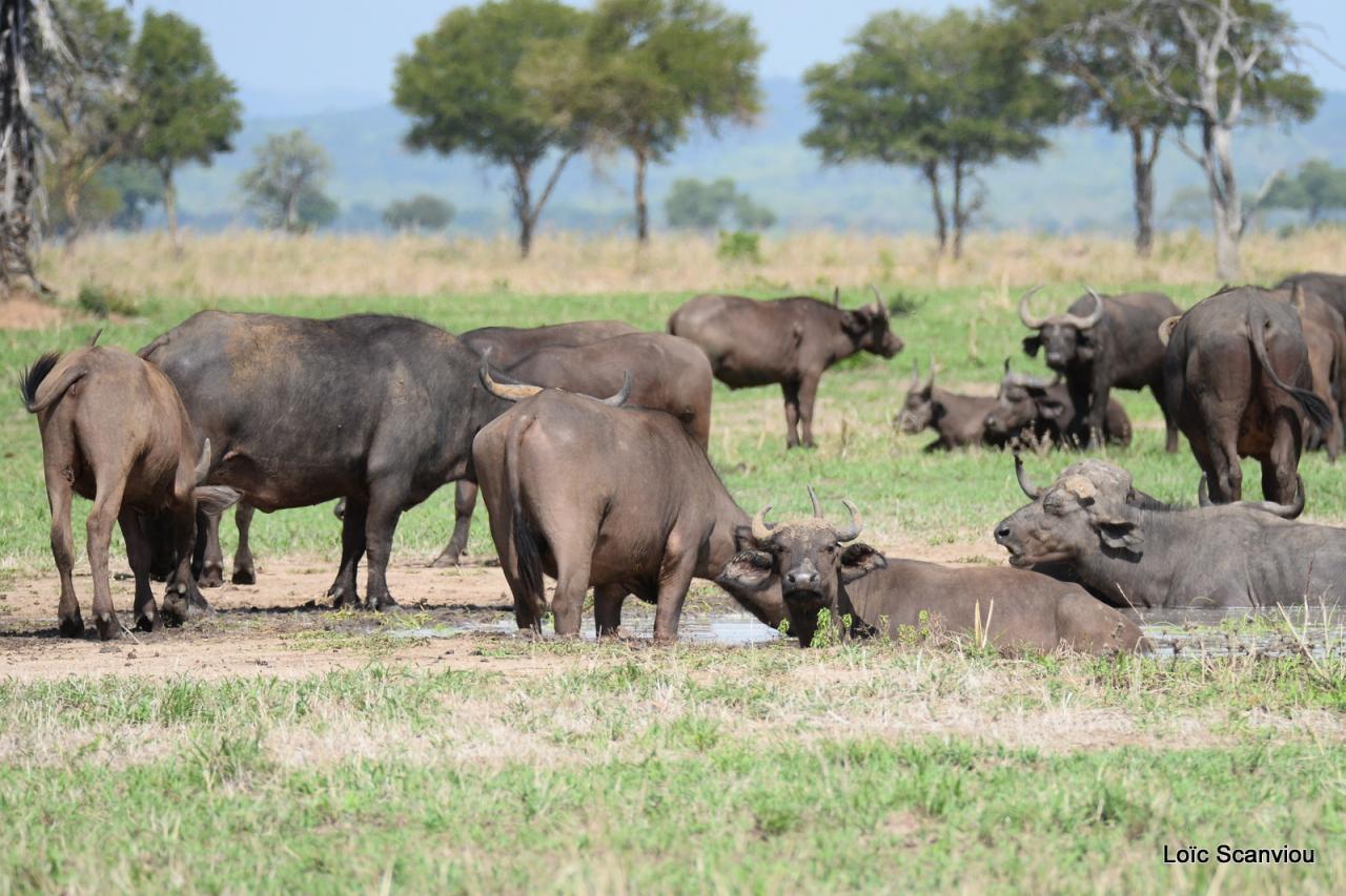 Buffle du Cap/Cape Buffalo (5)